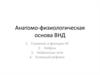 Анатомо-физиологическая основа ВНД