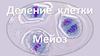 Деление клетки. Мейоз