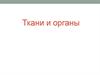 Эпителиальная, мышечная, соединительная и нервная ткани