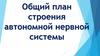 Общий план строения автономной нервной системы
