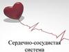Сердечно-сосудистая система