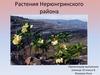 Растения Нерюнгринского района