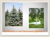 Хвойные и лиственные деревья