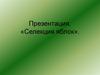 Селекция яблок