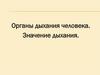 Органы дыхания человека. Значение дыхания
