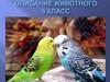 Описание животного. 5 класс