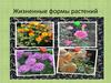 Жизненные формы растений