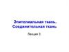 Эпителиальная ткань. Соединительная ткань. Лекция 3