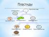 Пластиды. Функции