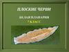 Плоские черви. Белая планария. 7 класс