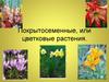 Покрытосеменные, или цветковые растения