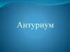 Антуриум. Биологиялық сипаттамасы