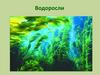Водоросли