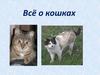 Всё о кошках. История одомашнивания кошек