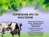 Кормление КРС по кластерам