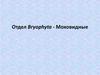 Отдел Bryophyta - Моховидные