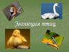 Эволюция птиц