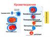 Кроветворение. Регуляция эритропоэза