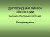 Диплоидная линия эволюции высших споровых растений. Хвощевидные