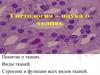 Гистология. Понятие о тканях. Виды тканей. Строение и функции всех видов тканей