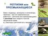 Рептилии или пресмыкающиеся. Черепахи