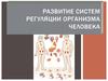 Развитие систем регуляции организма человека