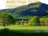 Животные лесов умеренной зоны