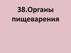 Органы пищеварения. Зубы