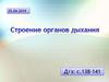 Строение органов дыхания