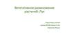 Вегетативное размножение растений: Лук