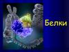 Белки, входящие в состав живых организмов