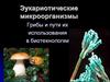 Эукариотические микроорганизмы. Грибы и пути их использования в биотехнологии