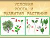 Условия роста и развития растения
