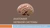 Анатомия нервной системы
