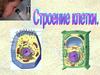 Строение клетки. Клеточная теория