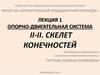 Опорно-двигательная система человека. Скелет конечностей