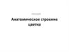 Анатомическое строение цветка