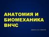 Анатомия и биомеханика  ВНЧС
