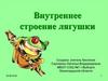 Внутреннее строение лягушки