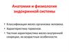 Анатомия и физиология эндокринной системы