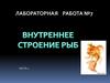 Особенности внутреннего строения рыб (часть 2)