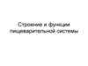Строение и функции пищеварительной системы