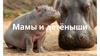 Мамы и детеныши