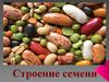 Строение семени