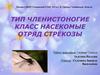Тип Членистоногие Класс Насекомые Отряд Стрекозы