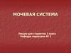 Мочевая система