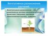 Вегетативное размножение растений