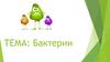 Бактерии 6 класс