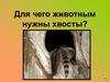 Для чего животным нужны хвосты?