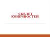 Скелет конечностей
